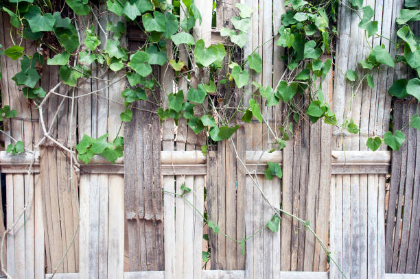 istock Bamboo and ivy, village fence, Bagan, Myanmar 1193347795