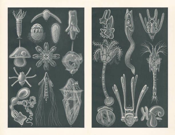 illustrations, cliparts, dessins animés et icônes de larves de mer, empreintes raster, publié en 1900 - crinoid