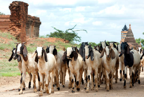 Goat herd passes Bagan temple ruins, Bagan, Myanmar
