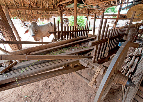 Bullock standing chewing the cud outside a wooden barn made from teak, bamboo and grass, with an ox cart resting on its spoked wheels in this rural farm building, Bagan, Myanmar