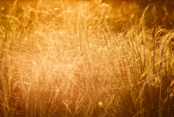 istock beautiful amazing nature around us 1193351064