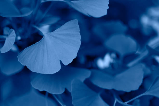 istock Leaf ginkgo biloba in trendy blue color. 1193352196