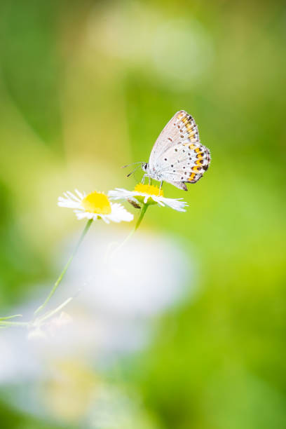 istock Polyommatus escheri, Escher's blue, resting 1193356309