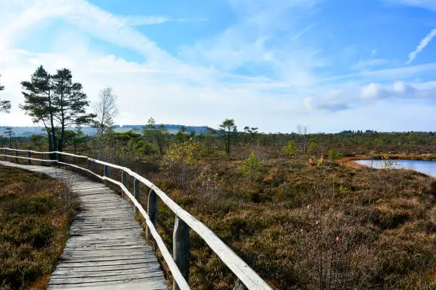 Wood path through the black bog moor, with a moor eye in the Rhön, Bavaria, Germany, in autumn , with blue sky