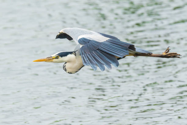 istock Great blue heron Ardea herodias flying 1193356378