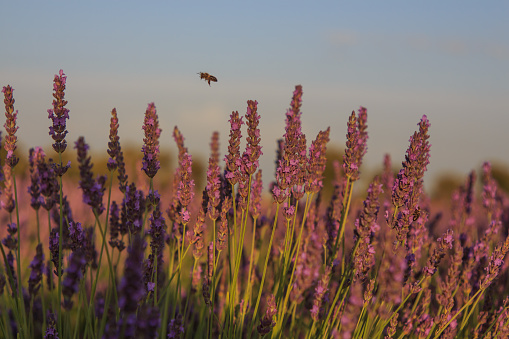Bee flying among lavender plants. Insects concept 2