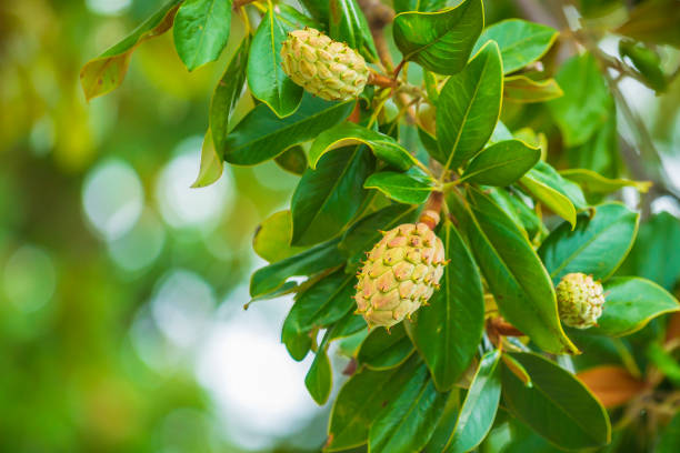 istock Fresh growing fruits in a magnolia tree 1193356452