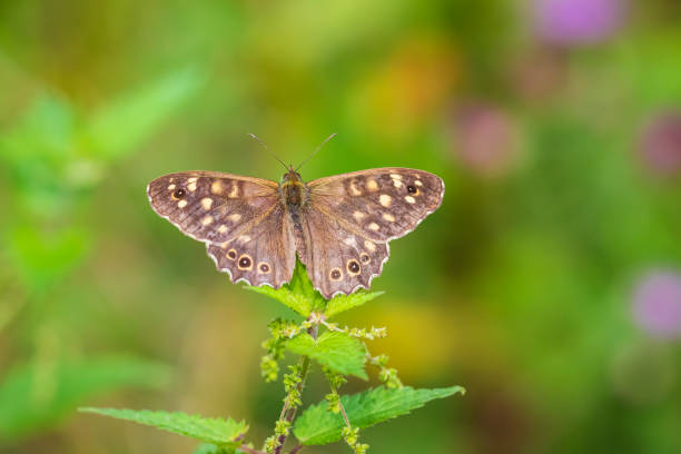 istock Speckled wood butterfly Pararge aegeria top view 1193356495