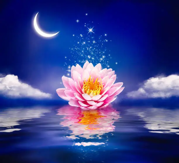 Beautiful magic flower on water. Waterlily or lotus and moon in night.