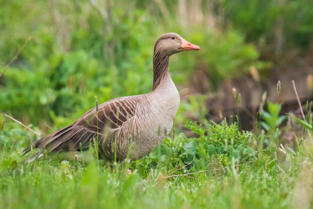 istock Greylag goose Anser Anser 1193356555