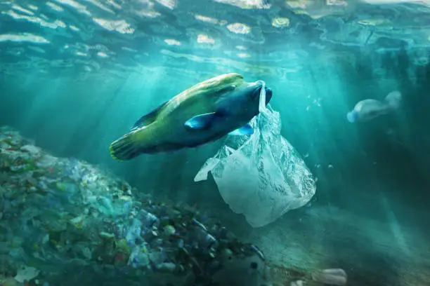 Photo of Plastic pollution in ocean environmental problem. Fish can eat plastic bags.