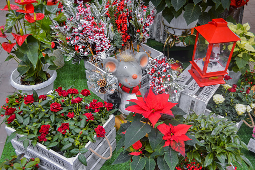 Christmas installation in a flower shop: a mouse figurine-a symbol of the Chinese new year, red and white poinsettia, a box with small red and white roses, a lantern and artificial fir branches with berries and snow