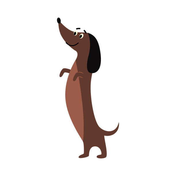 ilustraciones, imágenes clip art, dibujos animados e iconos de stock de lindo dachshund de pie en las patas traseras - divertido perro salchicha marrón - dachshund