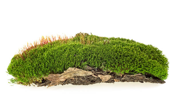 istock Green moss isolated on white bakground 1193362979