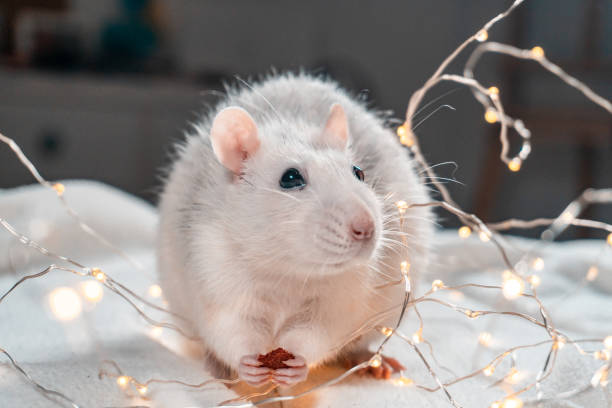 istock Iron Rat. Symbol of 2020 Year. 1193365065