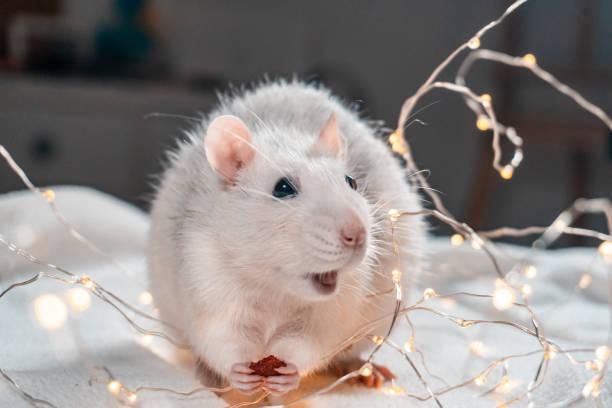 istock Iron Rat. Symbol of 2020 Year. 1193365881