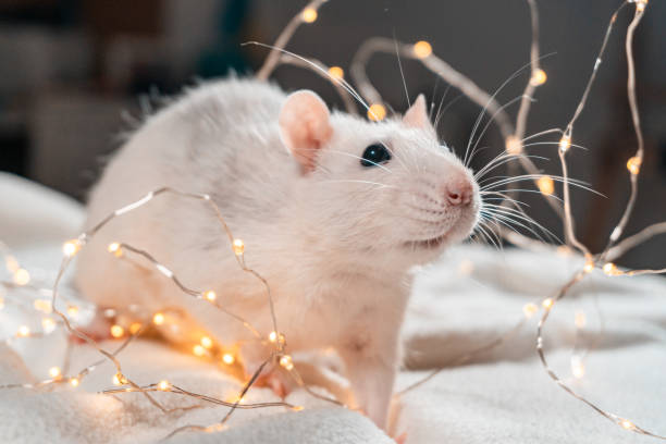istock Iron Rat. Symbol of 2020 Year. 1193365885