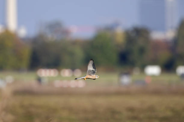istock A common kestrel flying with high speed low over a meadow field in Germany Berlin 1193366035