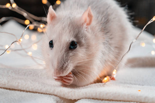 istock Iron Rat. Symbol of 2020 Year. 1193366069