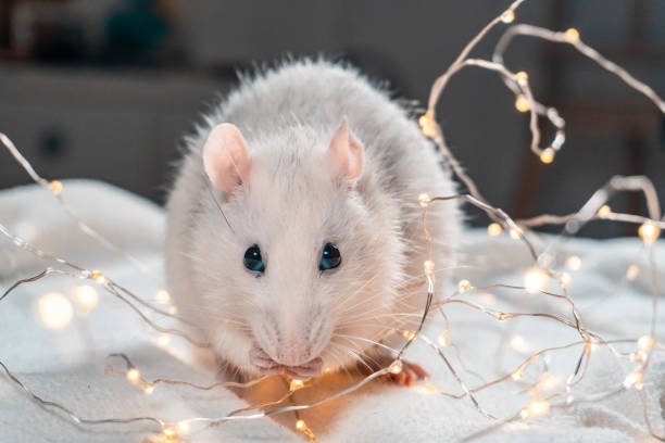 istock Iron Rat. Symbol of 2020 Year. 1193366077