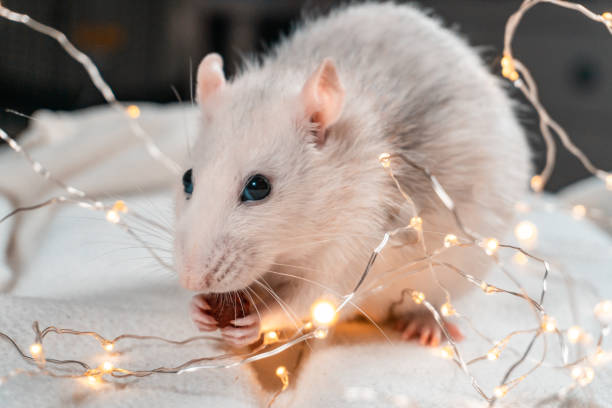 istock Iron Rat. Symbol of 2020 Year. 1193366094