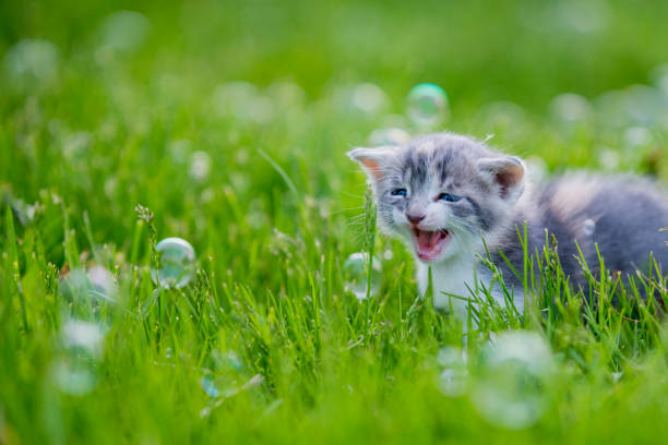 istock Kitten in a Field with Bubbles stock photo 1193366245