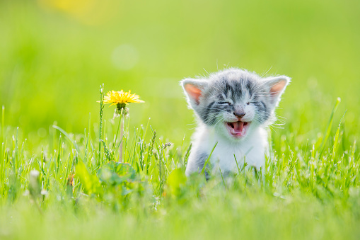 A grey striped kitten runs through the tall grass as she smiles and looks innocently.  A yellow Dandelion can be seen to the left.