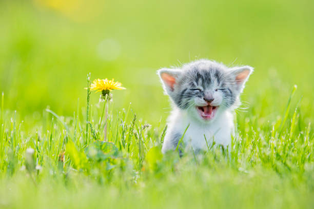 Kitten Running Through the Grass stock photo A grey striped kitten runs through the tall grass as she smiles and looks innocently.  A yellow Dandelion can be seen to the left. purring stock pictures, royalty-free photos & images