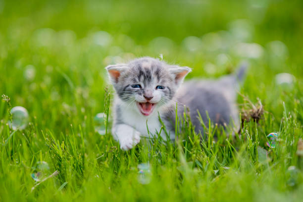 istock Kitten in a Field with Bubbles stock photo 1193366253