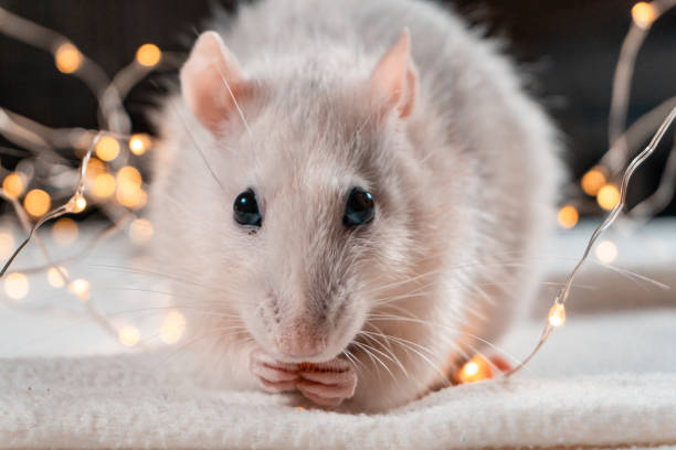 istock Iron Rat. Symbol of 2020 Year. 1193366300