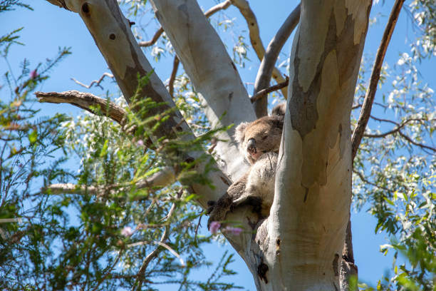 istock Koala, Belair National Park, Adelaide, Australia 1193366399