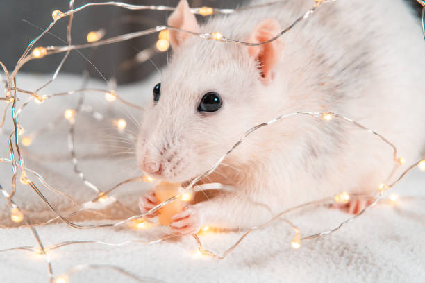 istock Iron Rat. Symbol of 2020 Year. 1193367280