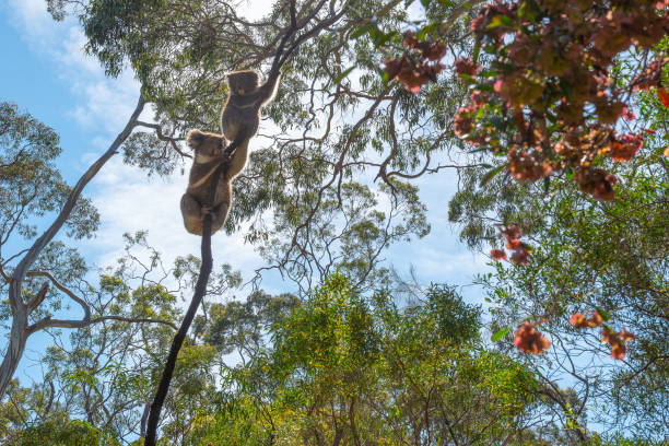 Koalas, Belair National Park, Adelaide, Australia Koalas in the Belair National Park, Adelaide, Australia koala tree stock pictures, royalty-free photos & images