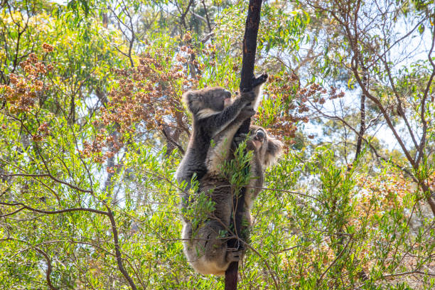 istock Koalas, Belair National Park, Adelaide, Australia 1193367507