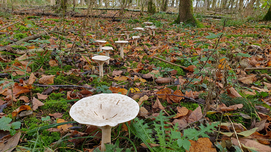 Fairy ring. Mushrooms on high legs stand nearby in a circle.