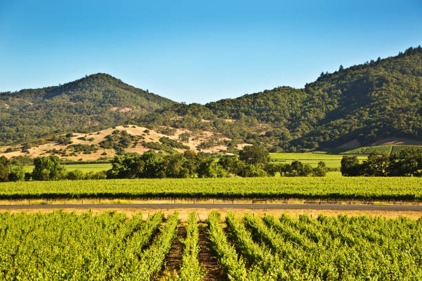 istock Napa Valley California Vineyard and Winery 1193367657