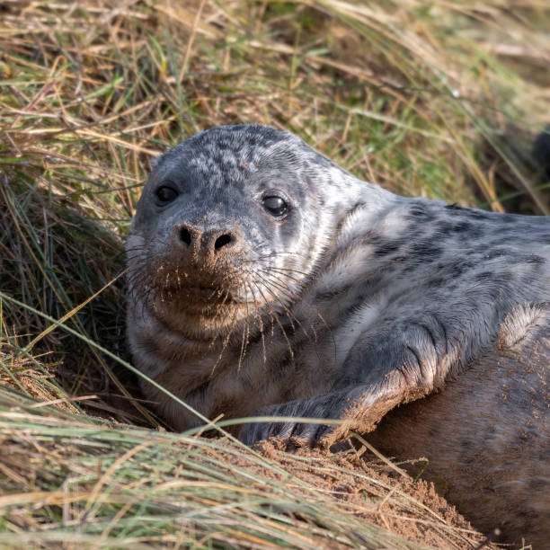 istock Newborn Grey Seal Resting on Grassy Sand Dunes 1193368962