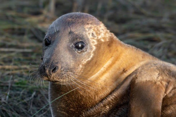 istock Newborn Grey Seal Resting on Grassy Sand Dunes 1193368972