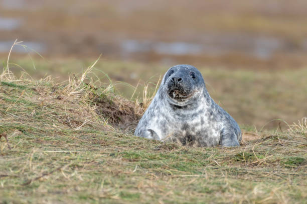 istock Newborn Grey Seal Resting on Grassy Sand Dunes 1193369013
