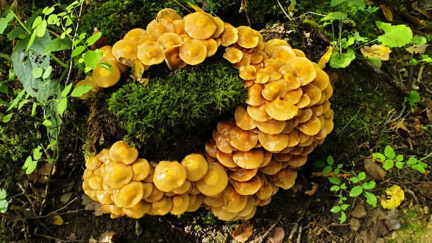 istock Yellow forest mushrooms grew around a stump 1193369037
