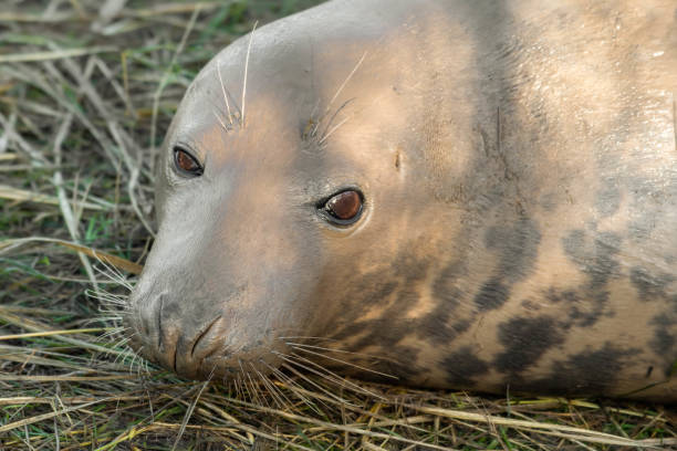 istock Newborn Grey Seal Resting on Grassy Sand Dunes 1193369091
