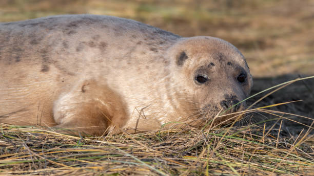 istock Newborn Grey Seal Pup with White fur Resting on Grassy Sand Dunes 1193369111