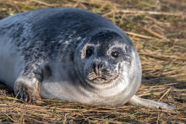 istock Newborn Grey Seal Resting on Grassy Sand Dunes 1193369140