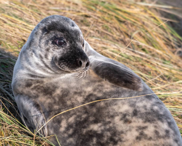 istock Newborn Grey Seal Resting on Grassy Sand Dunes 1193369149