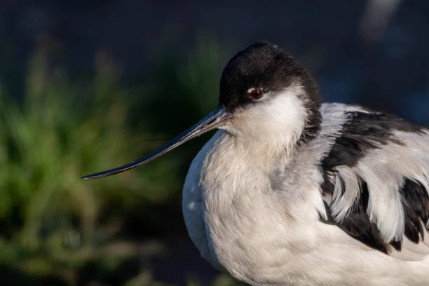 istock Close Up Portrait Pied Avocet 1193369181