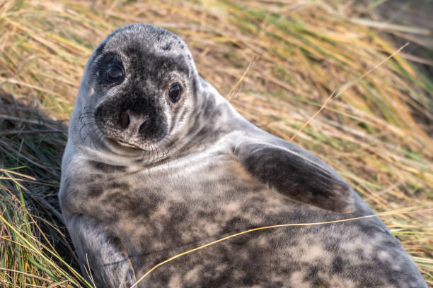 istock Newborn Grey Seal Resting on Grassy Sand Dunes 1193369208