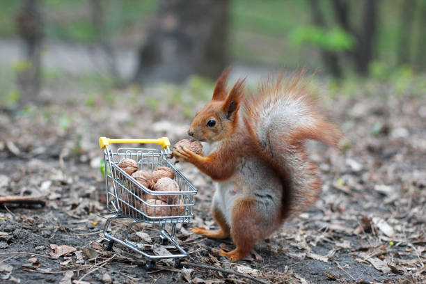 istock Red squirrel with shopping cart 1193370210