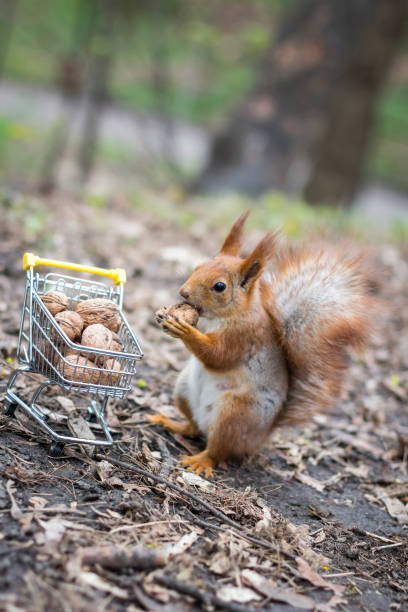 istock Red squirrel with shopping cart 1193370240