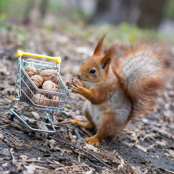 istock Red squirrel with shopping cart 1193370260