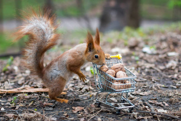 istock Red squirrel with shopping cart 1193370285